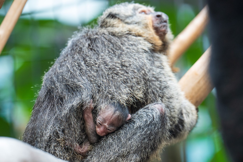 Watje ist 20 Tage alt: Nachwuchs bei den Weisskopfsakis