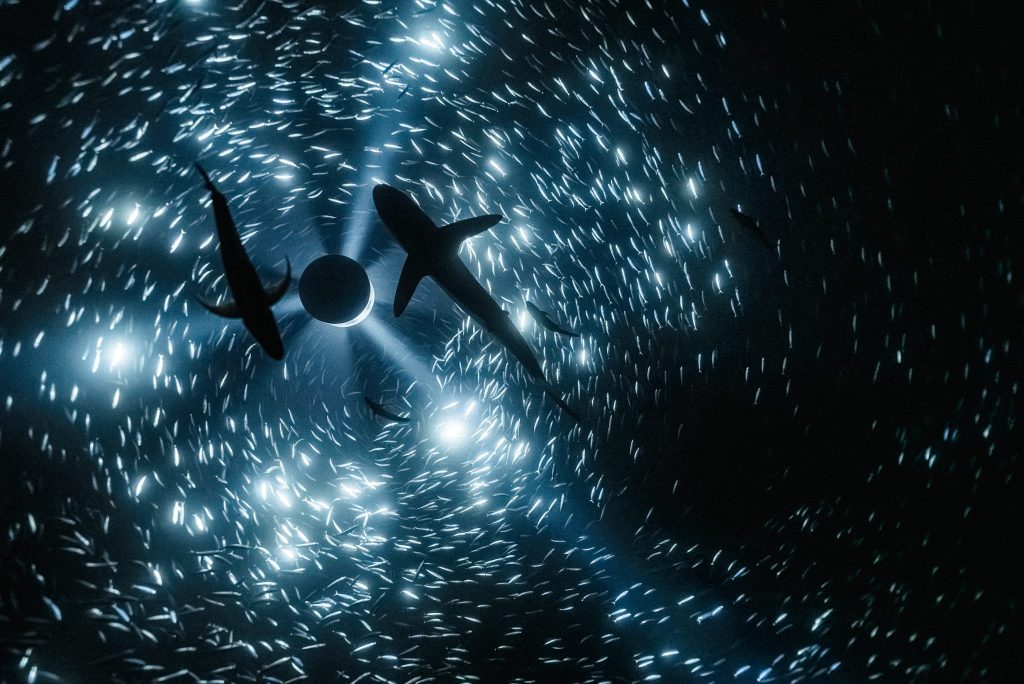 Künstlerischer Tauchgang in die Tiefsee im Museum Tinguely