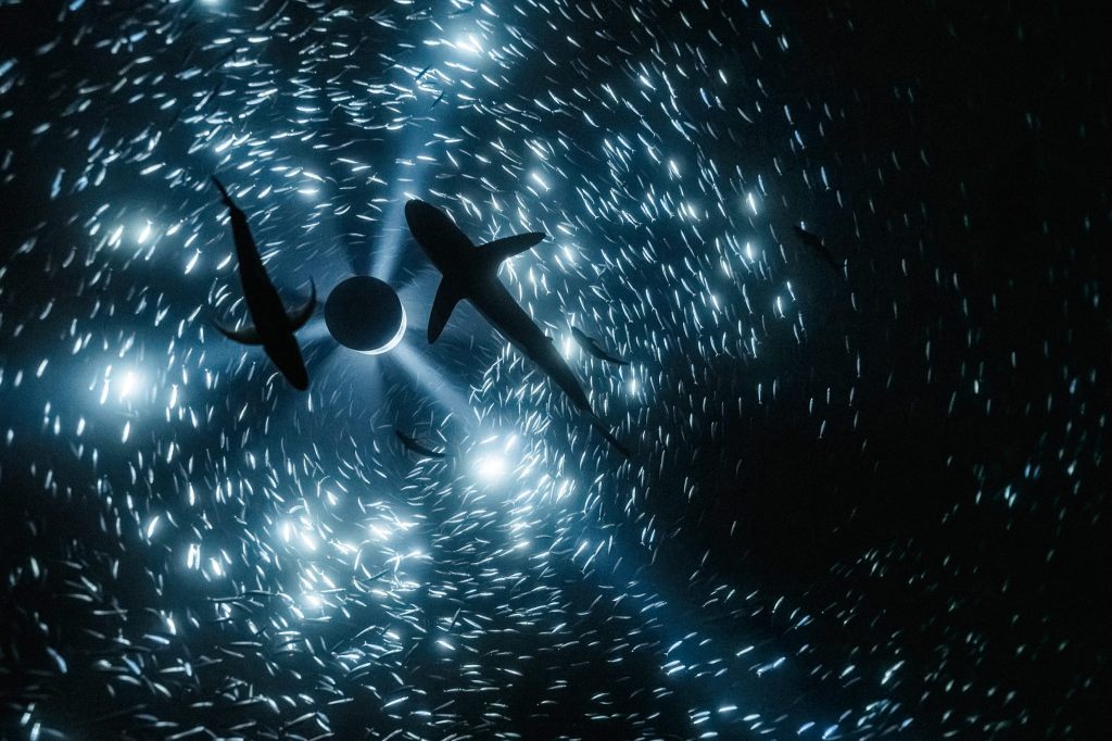 Künstlerischer Tauchgang in die Tiefsee im Museum Tinguely