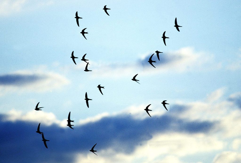 Ein Drittel der Segler-Nester enthält Plastikabfälle