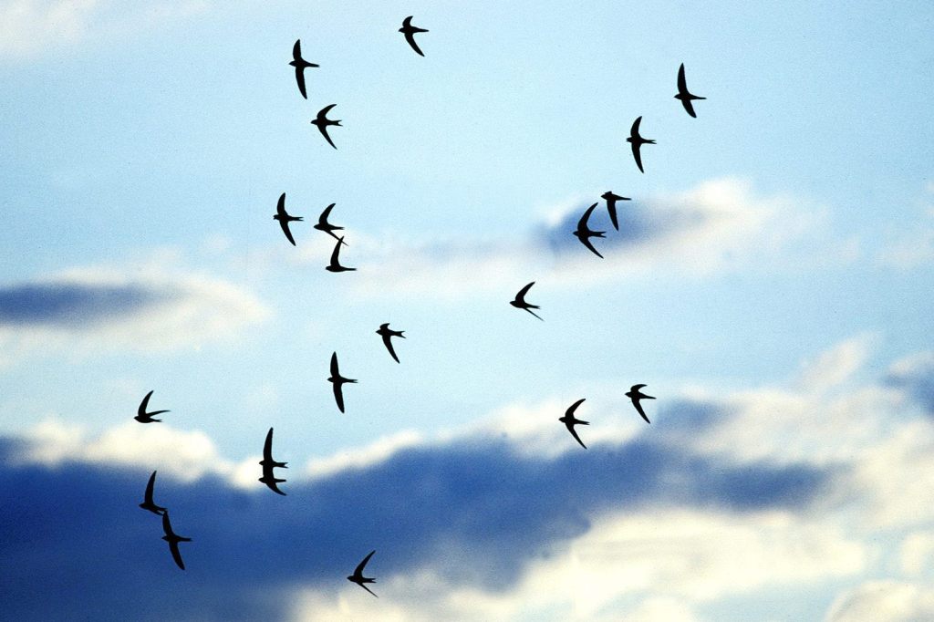 Ein Drittel der Segler-Nester enthält Plastikabfälle