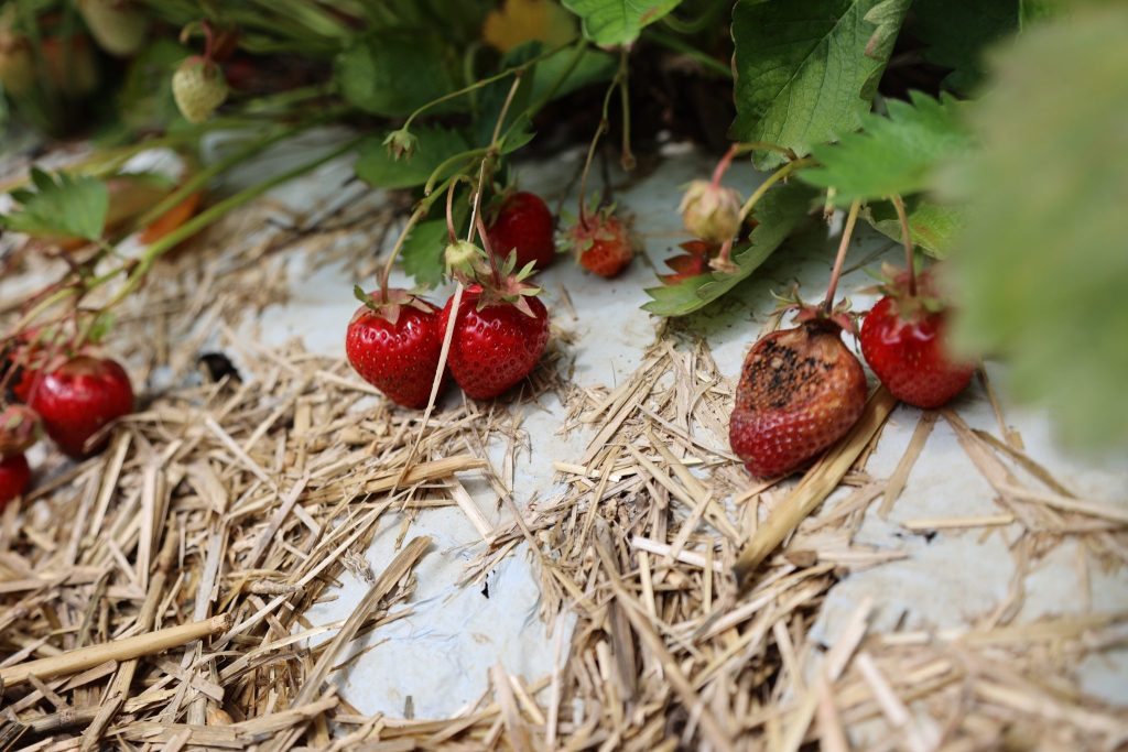 Das Unwetter setzt auch den Baselbieter Erdbeeren zu