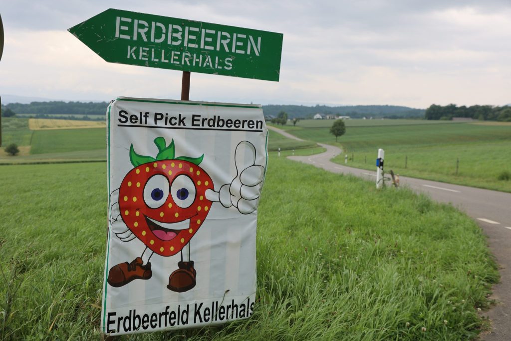 Das Unwetter setzt auch den Baselbieter Erdbeeren zu