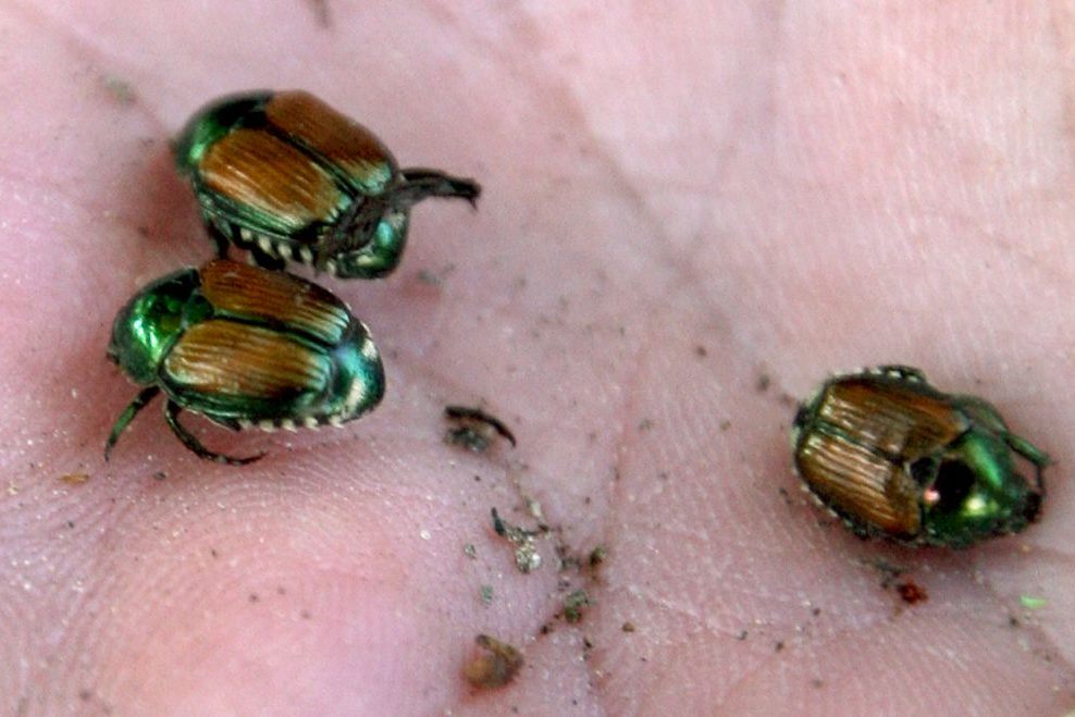 Baselbiet und Basel-Stadt verschärfen Massnahmen gegen Japankäfer