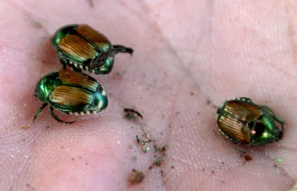 Baselbiet und Basel-Stadt verschärfen Massnahmen gegen Japankäfer