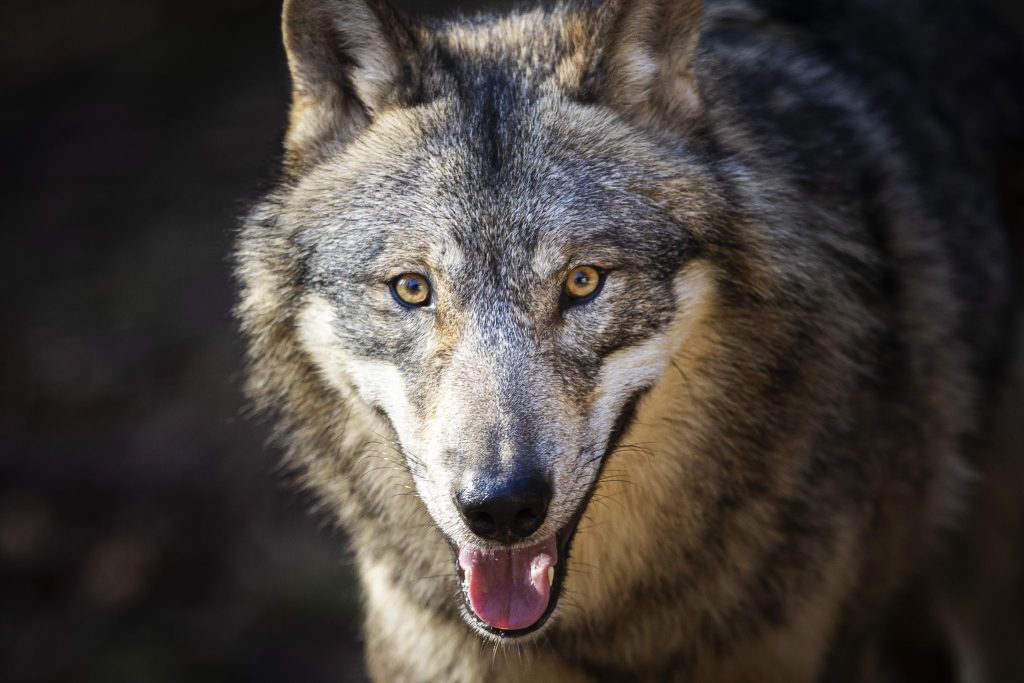 Wolf nach zwölf Schafrissen auf Walliser Alp erlegt