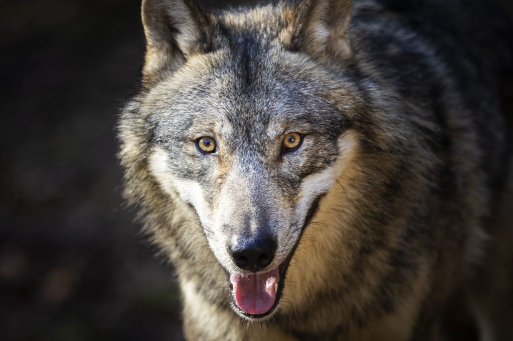 Wolf nach zwölf Schafrissen auf Walliser Alp erlegt