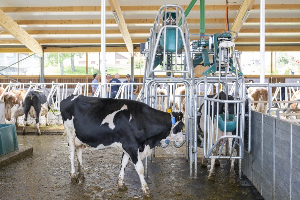 Erste Kuhtoilette der Schweiz steht in Hellbühl LU im Einsatz