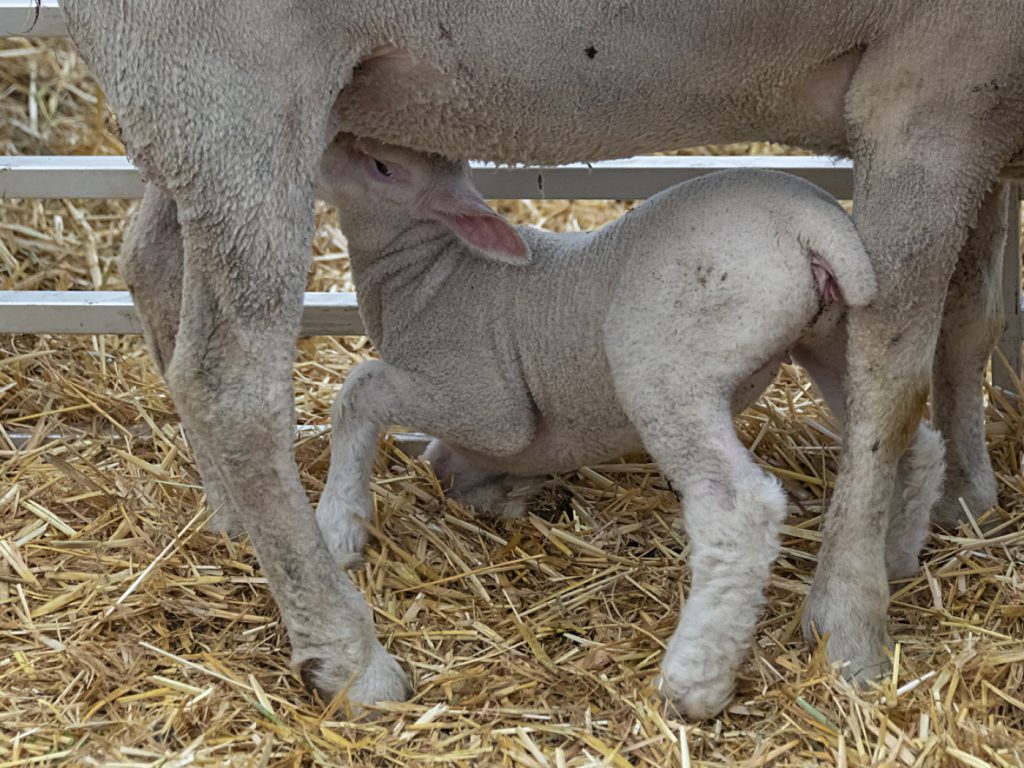 Fünf Bauernhöfe weniger im Baselbiet und mehr Grossbetriebe