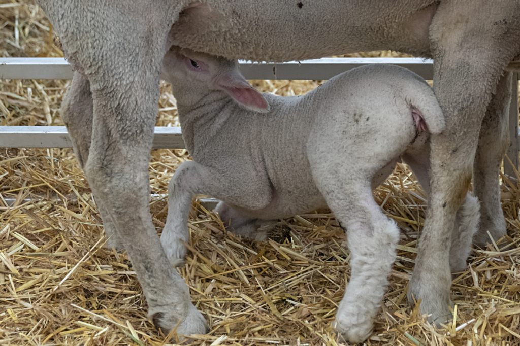 Fünf Bauernhöfe weniger im Baselbiet und mehr Grossbetriebe