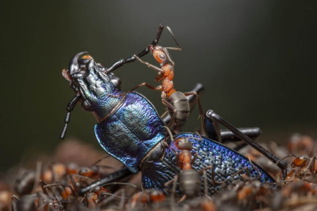 Naturfotografie lockt Tausende nach Basel