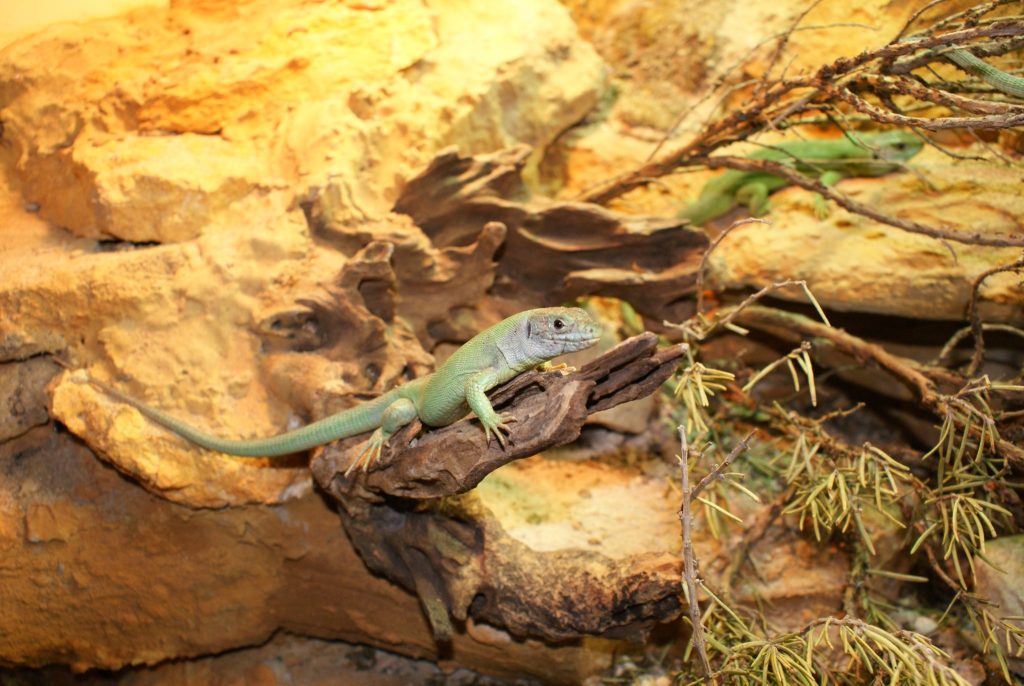 Frühlingsnachwuchs und neue Tierarten im Tierpark Lange Erlen