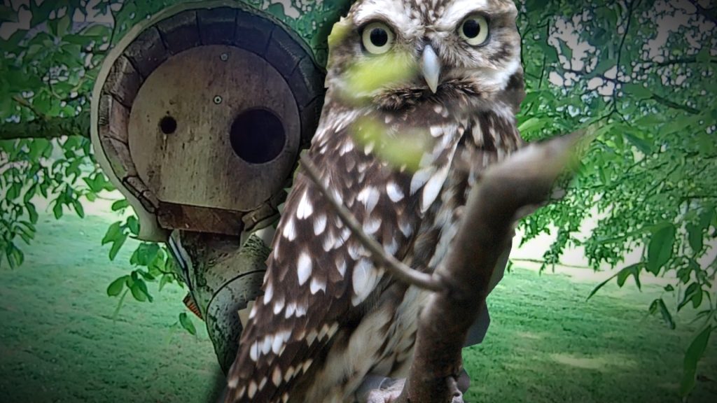 Was läuft gerade bei Familie Steinkauz?