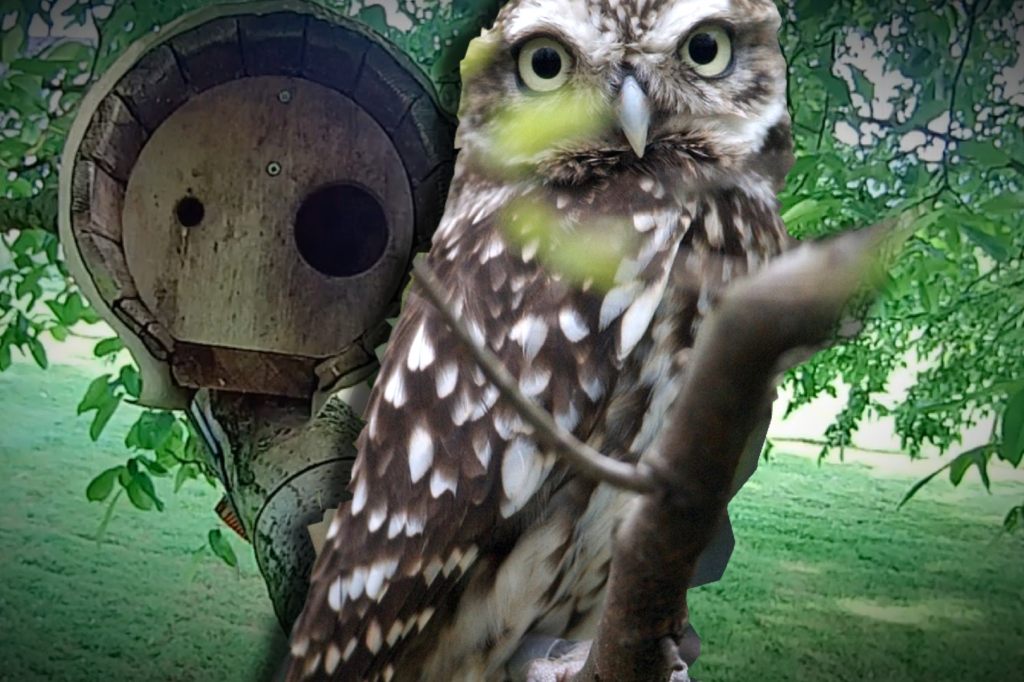 Was läuft gerade bei Familie Steinkauz?