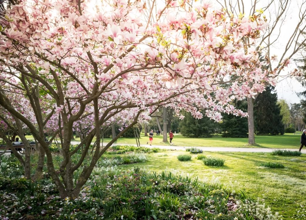 Stadt erhält Schulthess Gartenpreis für den Kannenfeldpark
