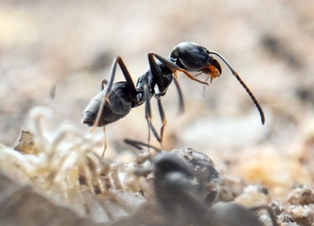 Böckten und Muttenz kämpfen gegen Ameisen-Invasion
