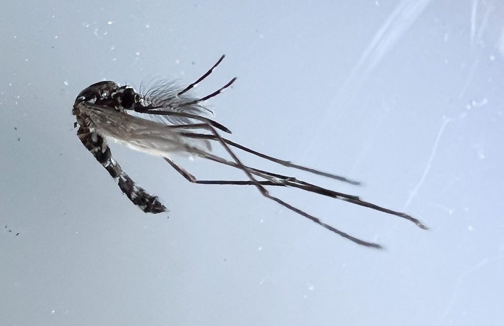 Tigermücken übertragen das Tropenvirus vor unserer Haustür