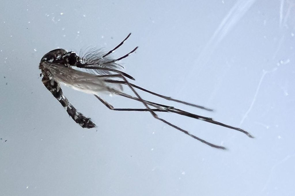 Tigermücken übertragen das Tropenvirus vor unserer Haustür