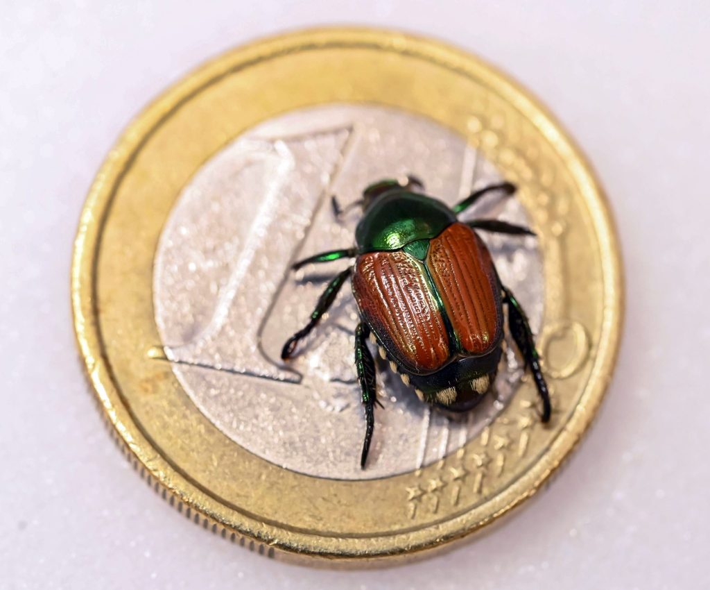 Bund ruft zu Wachsamkeit gegen Japankäfer auf