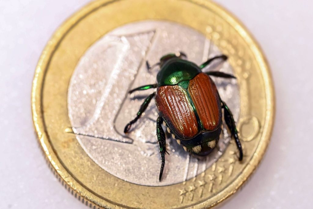 Bund ruft zu Wachsamkeit gegen Japankäfer auf