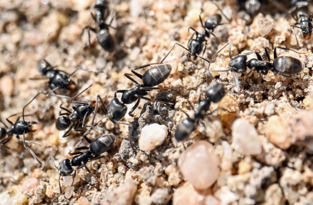 Tapinoma-Ameise breitet sich aus – Gemeinden kämpfen allein