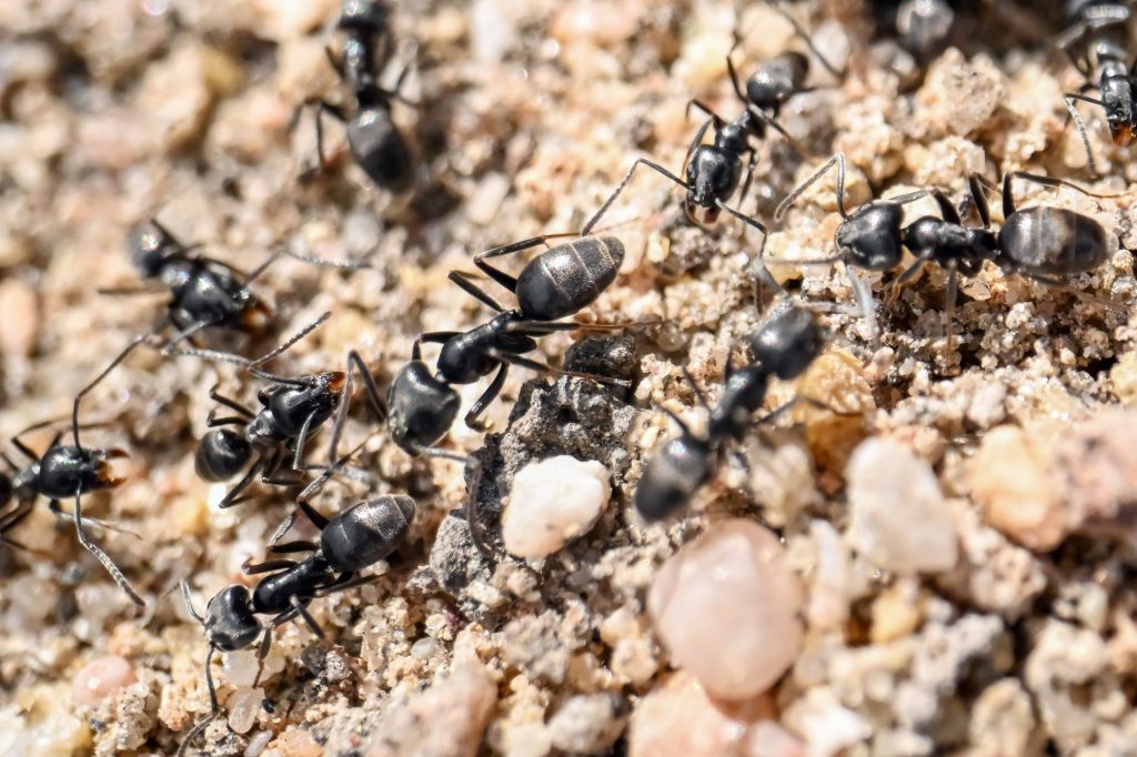Tapinoma-Ameise breitet sich aus – Gemeinden kämpfen allein