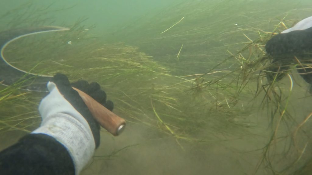 Seegras im Rhein: Herausforderung für Kleinboote, Lebensraum für Tiere