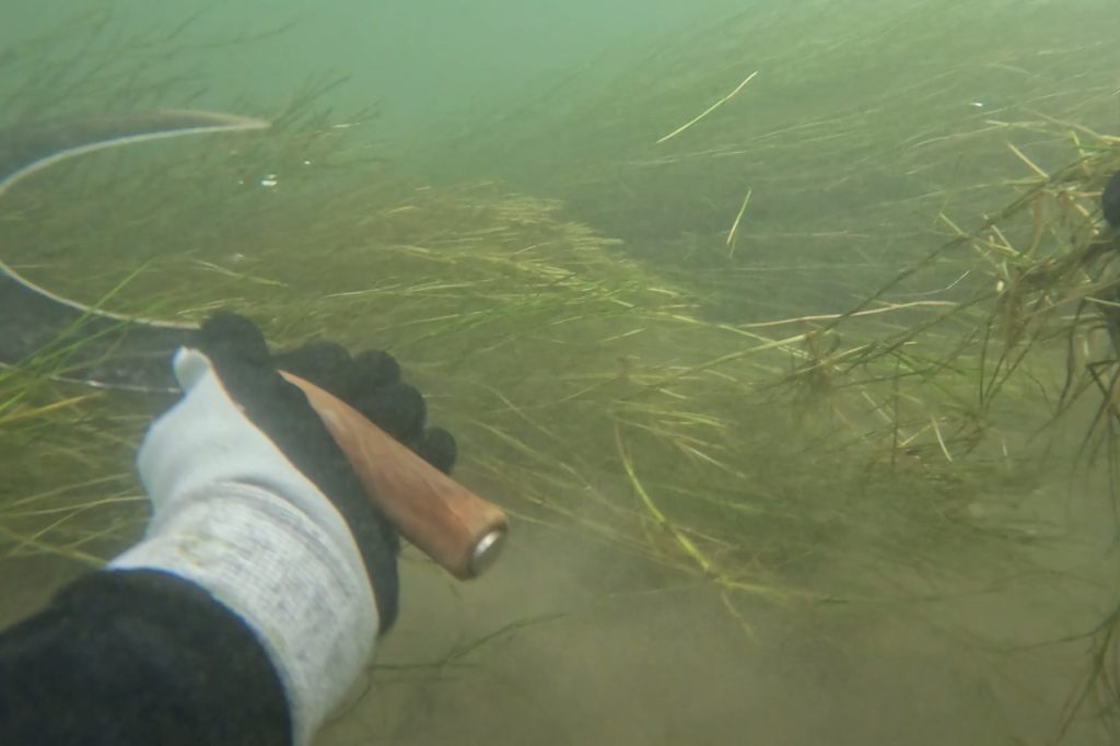 Seegras im Rhein: Herausforderung für Kleinboote, Lebensraum für Tiere