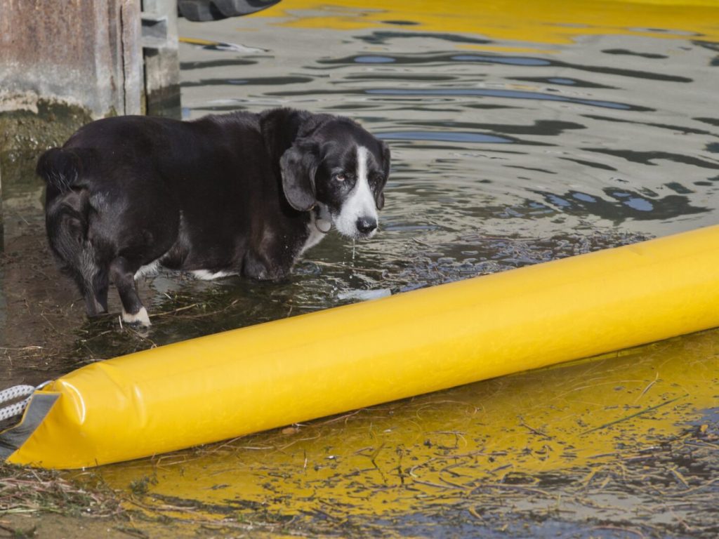 Aare bei Wynau BE nach Brand verschmutzt