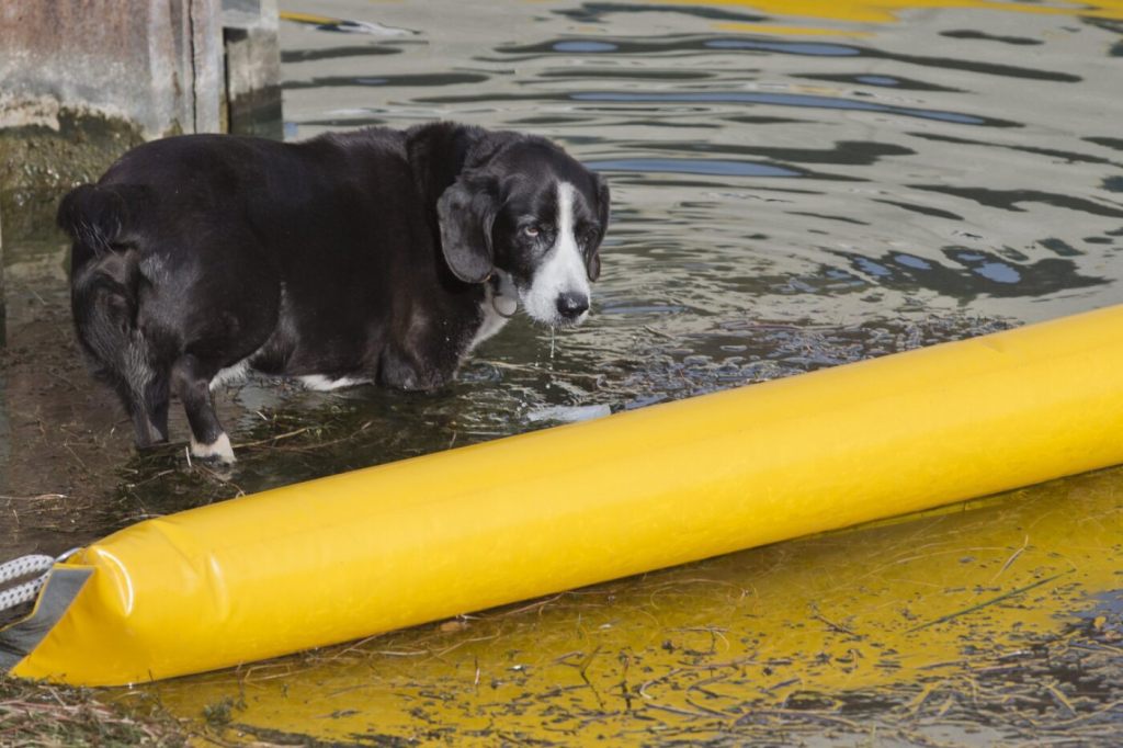 Aare bei Wynau BE nach Brand verschmutzt