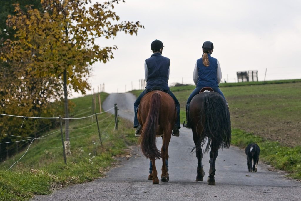 Wie Gene das Pferd zum Gefährten des Menschen machten