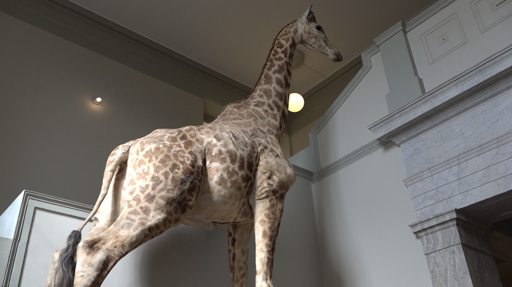 Nur das Mammut kommt nicht mit: Das Naturhistorische Museum packt ein