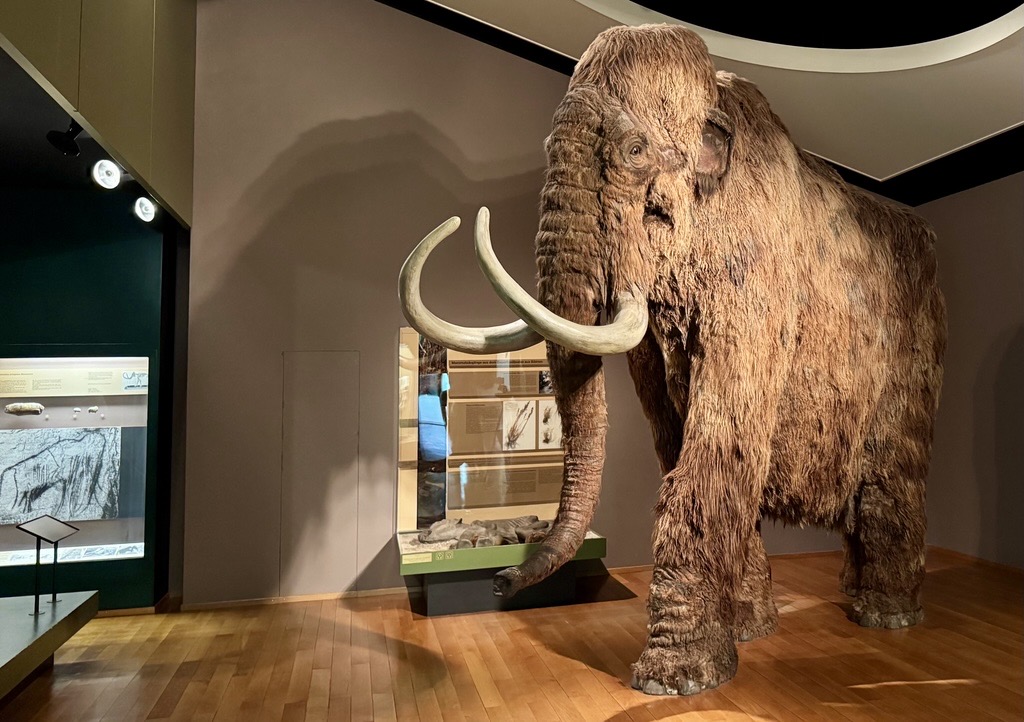 Nur das Mammut kommt nicht mit: Das Naturhistorische Museum packt ein