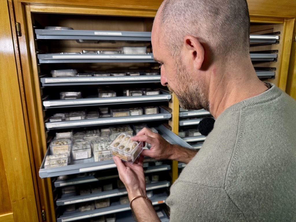 Nur das Mammut kommt nicht mit: Das Naturhistorische Museum packt ein