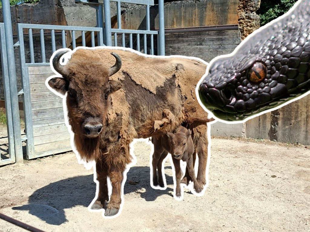 Wisent-Nachwuchs und Giftschlangen im Tierpark Lange Erlen