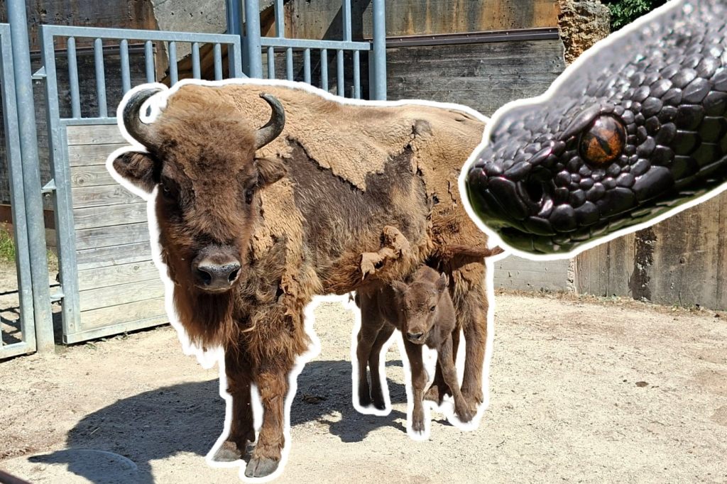 Wisent-Nachwuchs und Giftschlangen im Tierpark Lange Erlen