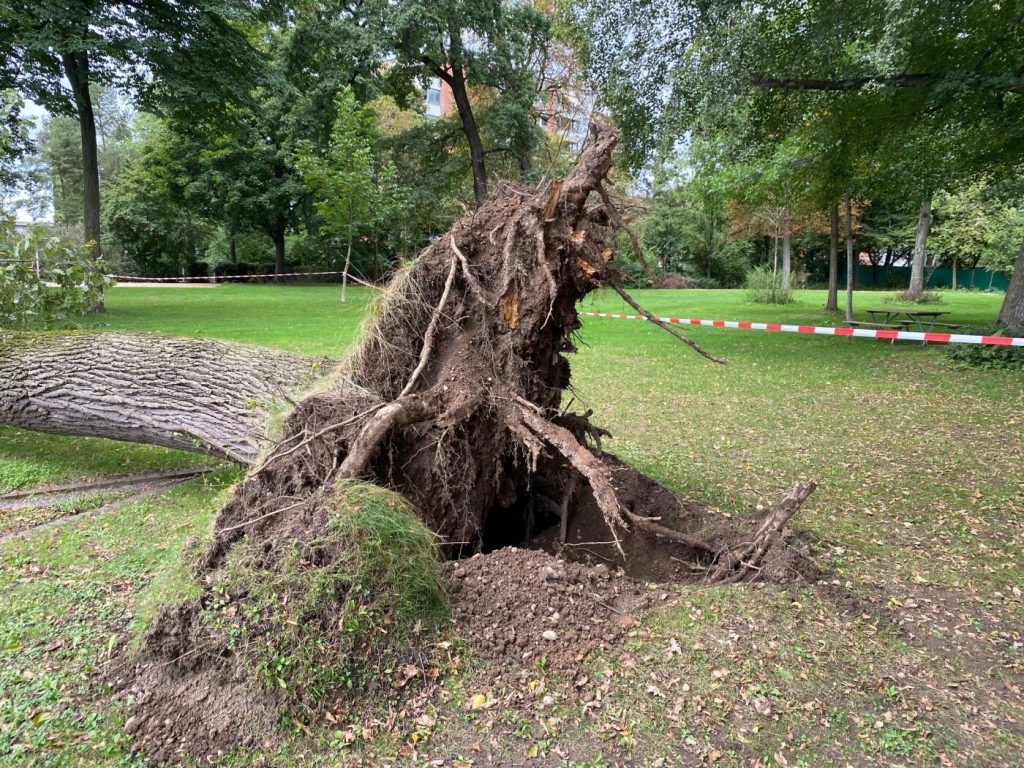«Versteckter Schaden»: Eiche stürzt bei Liegewiese im Gartenbad Eglisee um
