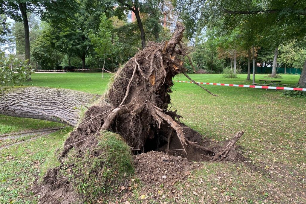 «Versteckter Schaden»: Eiche stürzt bei Liegewiese im Gartenbad Eglisee um