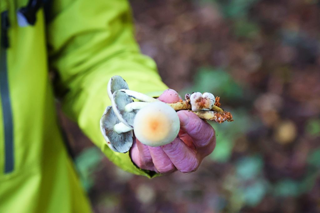 Das Pilzeln boomt – was du dabei beachten solltest