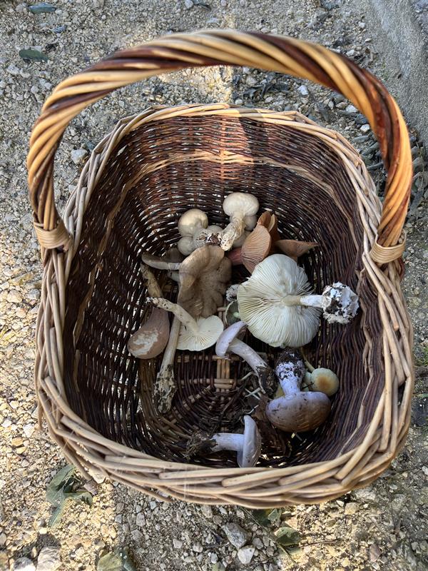 Das Pilzeln boomt – was du dabei beachten solltest