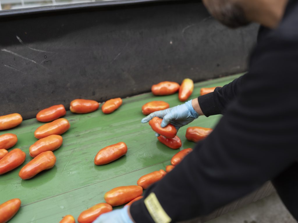 Basler Kantonslabor findet Schimmel in Tomatenprodukten