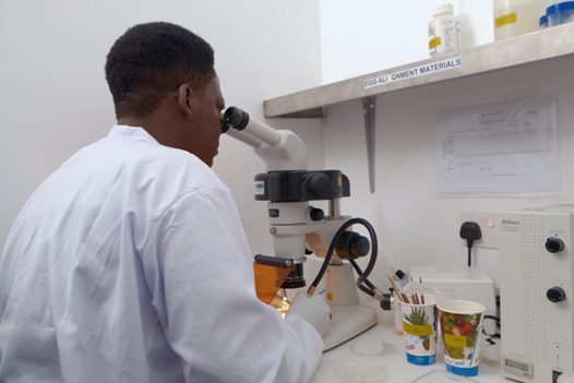 Genveränderte Mücken sollen gegen die Verbreitung von Malaria helfen