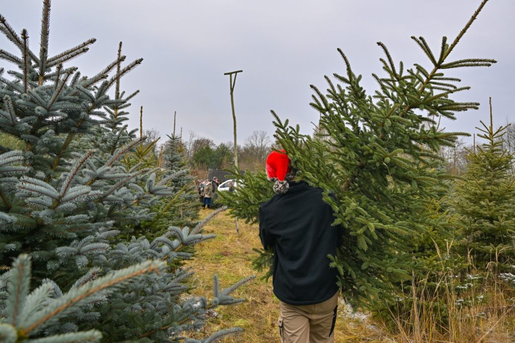 Wie nachhaltig sind Weihnachtsbäume?