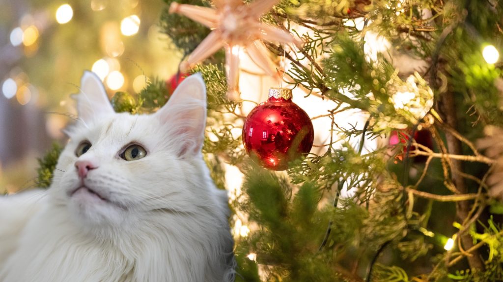 Weihnachten mit Haustieren: So verhinderst du, dass der Traum zum Alptraum wird