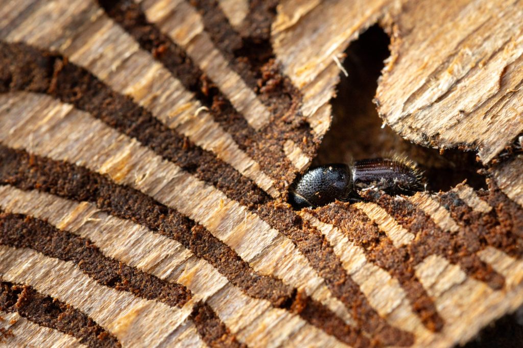 Borkenkäfer-Situation hat sich in der Schweiz weiter entspannt